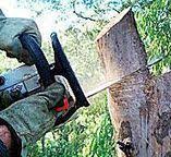 Best Arborist Consultation Services  in Seven Corners, VA