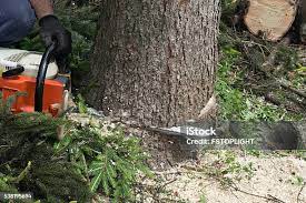 Best Firewood Processing and Delivery  in Seven Corners, VA