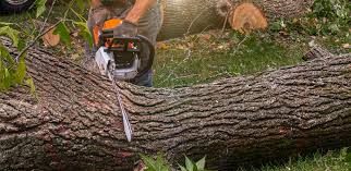 Best Tree Maintenance Programs  in Seven Corners, VA