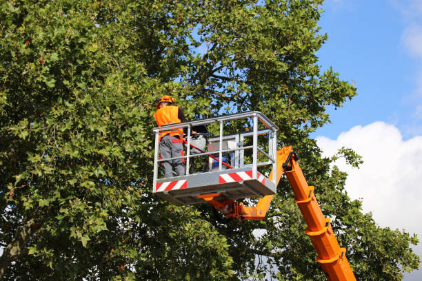 How Our Tree Care Process Works  in  Seven Corners, VA