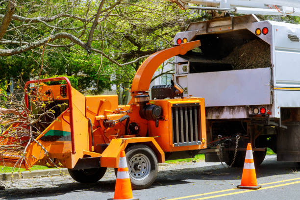 Best Seasonal Cleanup (Spring/Fall)  in Seven Corners, VA