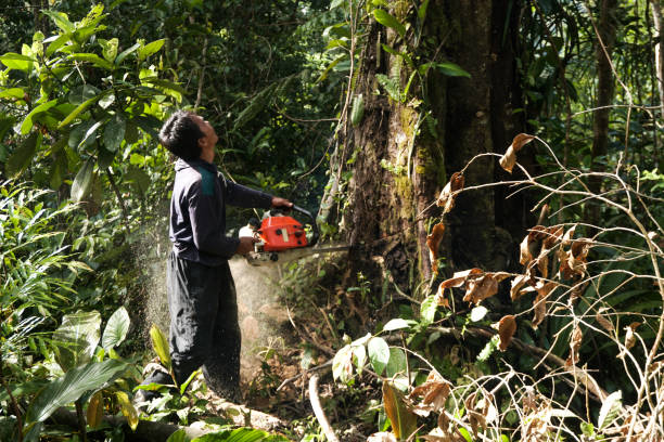 Professional Tree Services in Seven Corners, VA