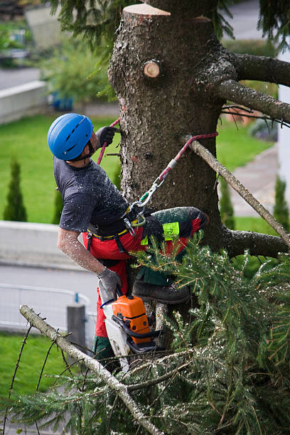  Seven Corners, VA Tree Services Pros