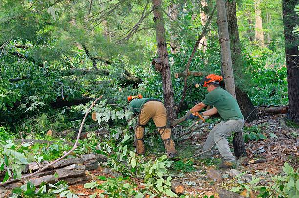Best Tree and Shrub Care  in Seven Corners, VA