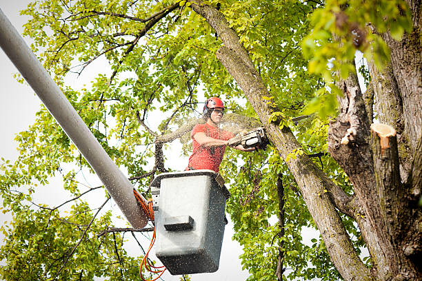 Best Palm Tree Trimming  in Seven Corners, VA