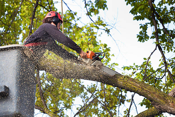 Lawn Watering Services in Seven Corners, VA